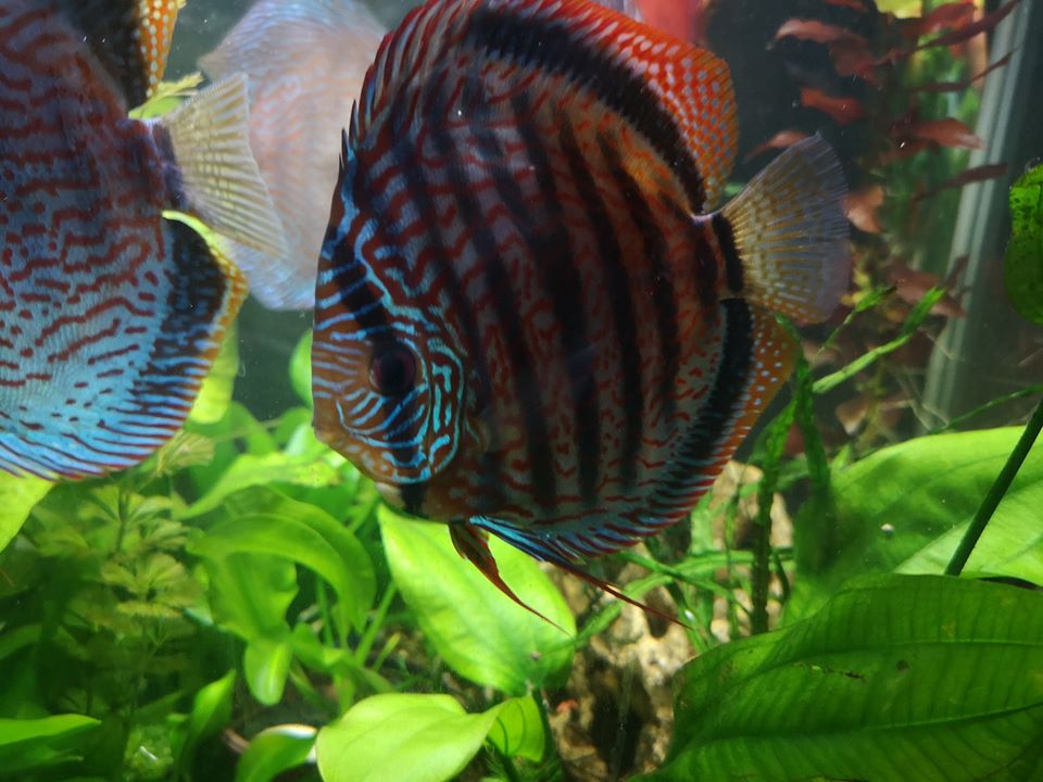 Дискусы и аквариумные растения