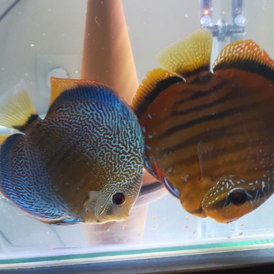 Дискусы и аквариумные растения