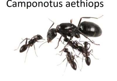 camponotus_aethiops