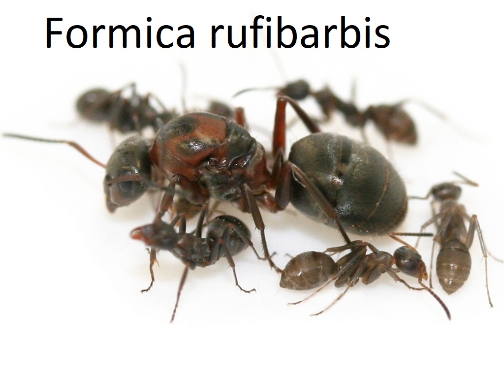 Муравьи, Формикарии, корм, декор