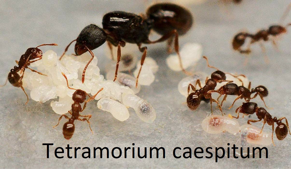 Муравьи, Формикарии, корм, декор