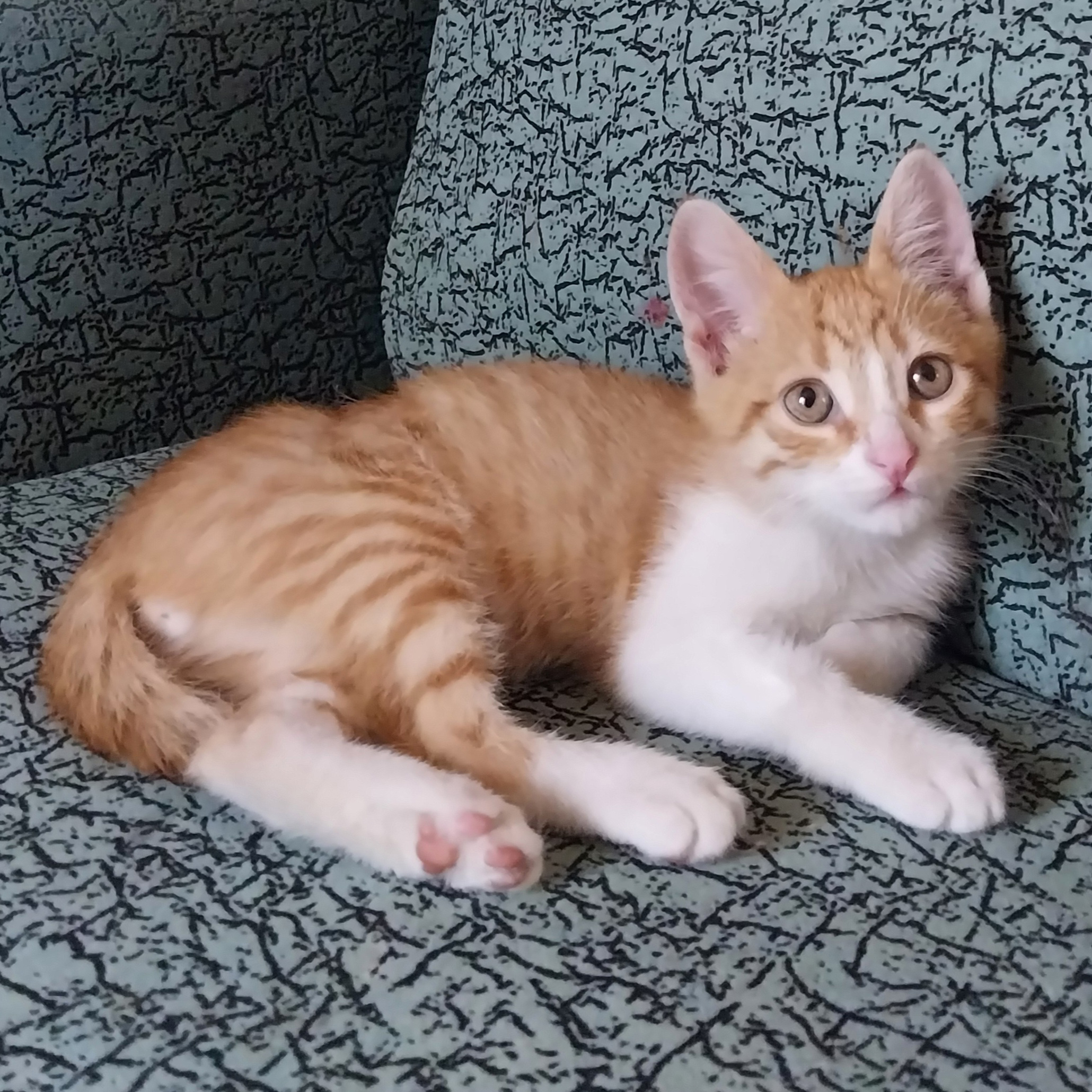 Бесплатно чудесные котята 2 месяца