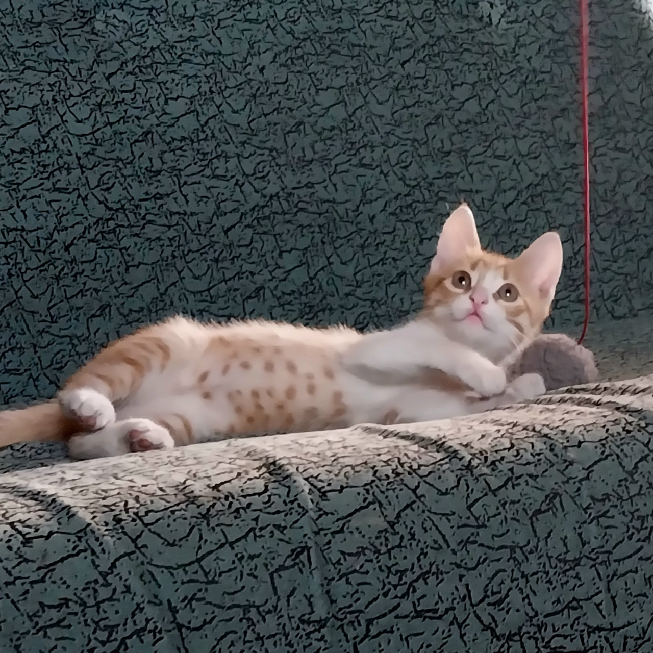 Бесплатно чудесные котята 2 месяца