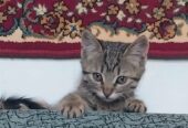 Бесплатно чудесные котята 2 месяца