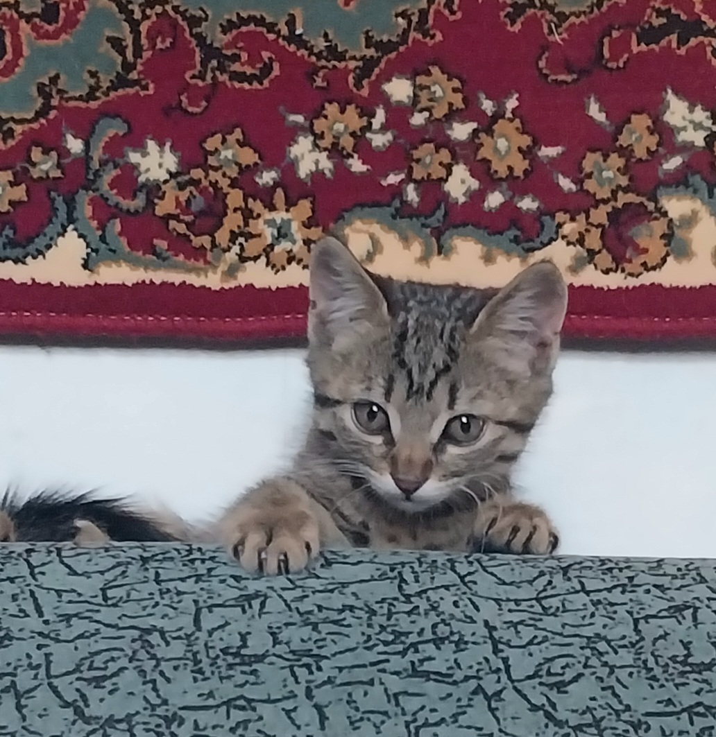 Бесплатно чудесные котята 2 месяца