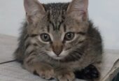 Бесплатно чудесные котята 2 месяца