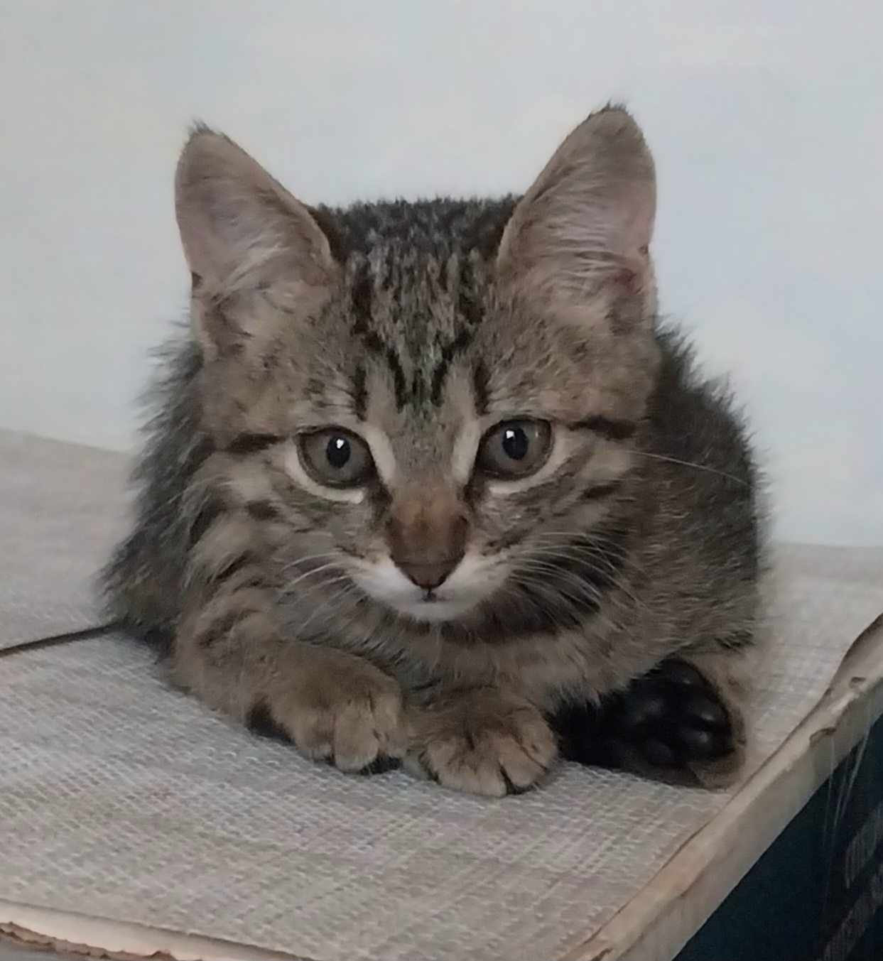 Бесплатно чудесные котята 2 месяца