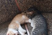 Бесплатно чудесные котята 2 месяца