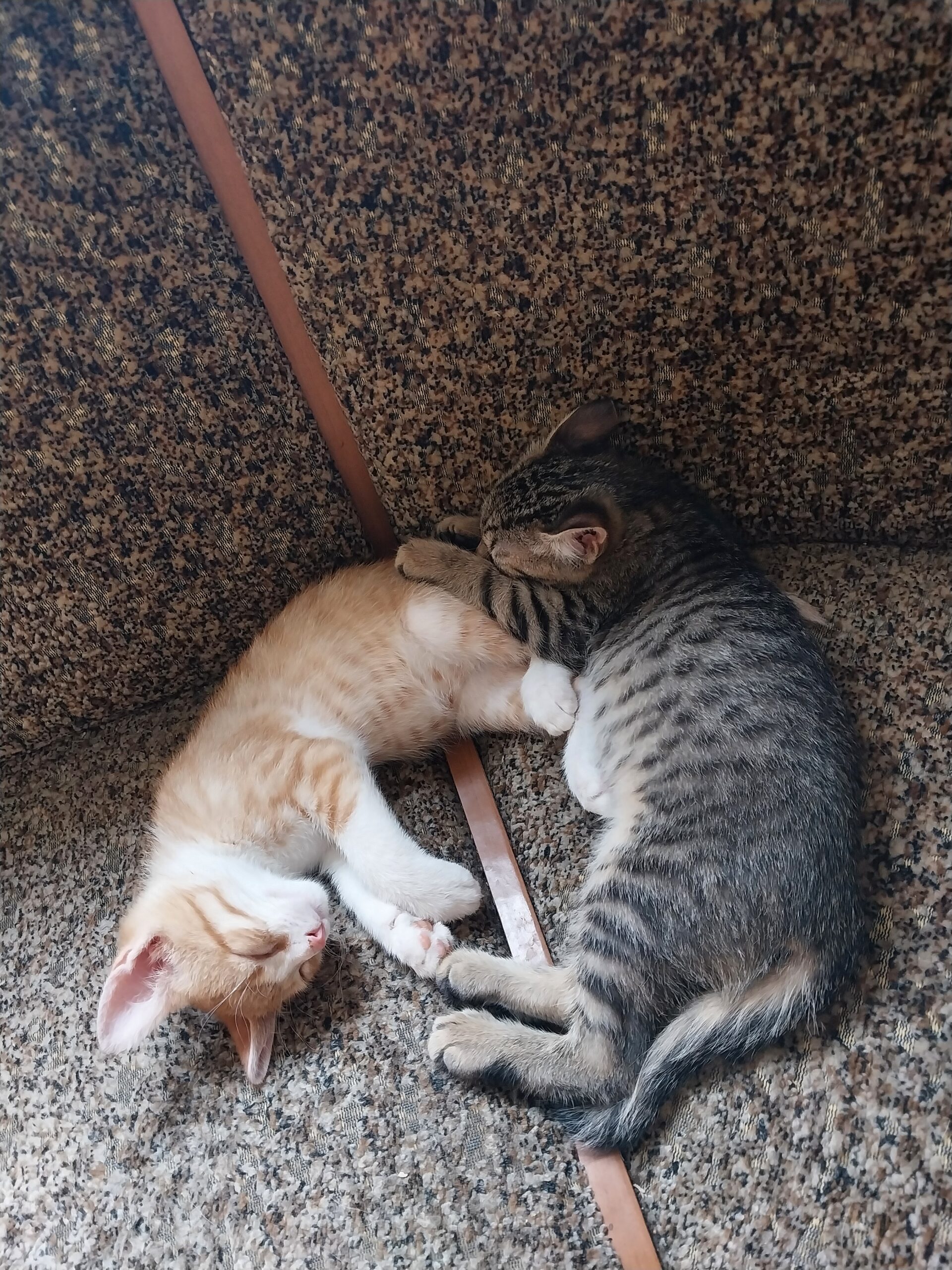 Бесплатно чудесные котята 2 месяца