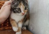 Весёлая трехцветка ищет дом, 2 мес