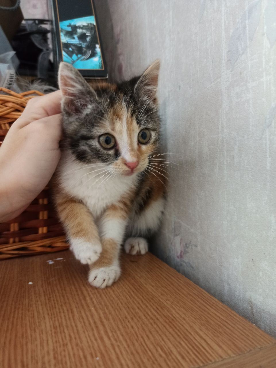 Весёлая трехцветка ищет дом, 2 мес