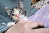 Весёлая трехцветка ищет дом, 2 мес