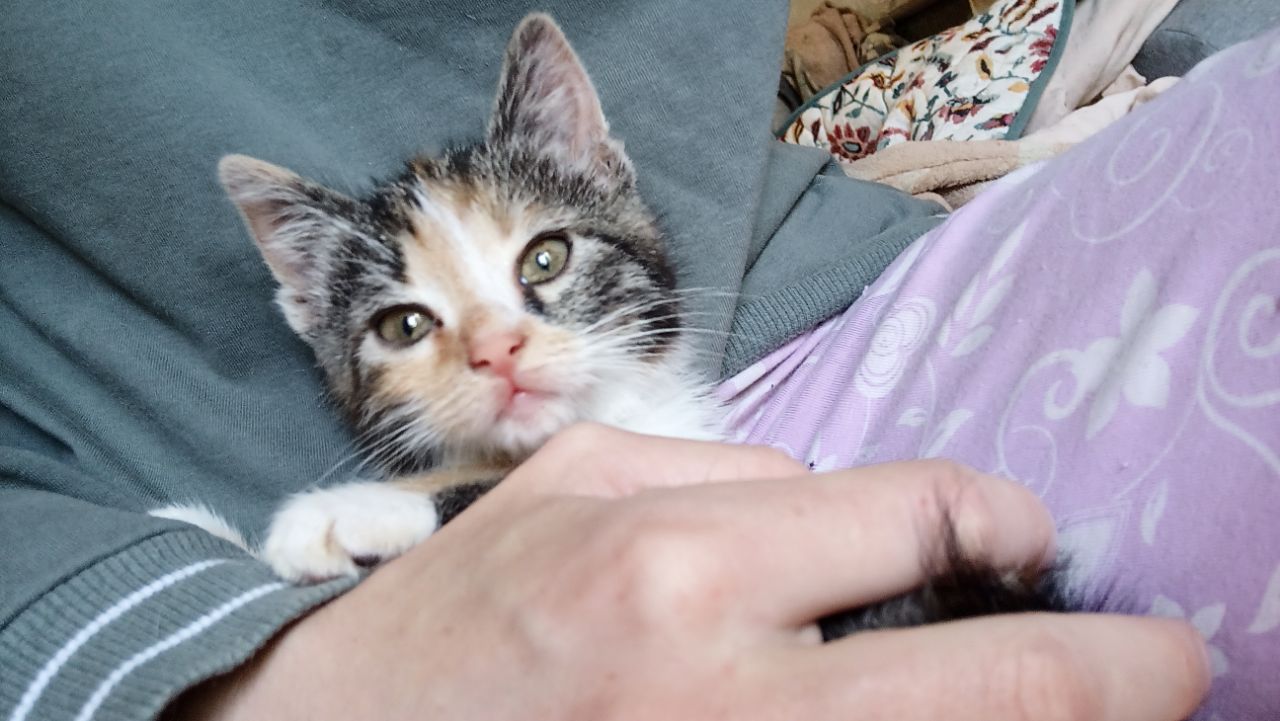 Весёлая трехцветка ищет дом, 2 мес