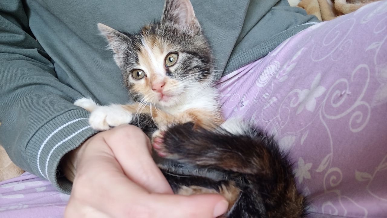 Весёлая трехцветка ищет дом, 2 мес