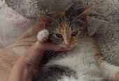 Весёлая трехцветка ищет дом, 2 мес