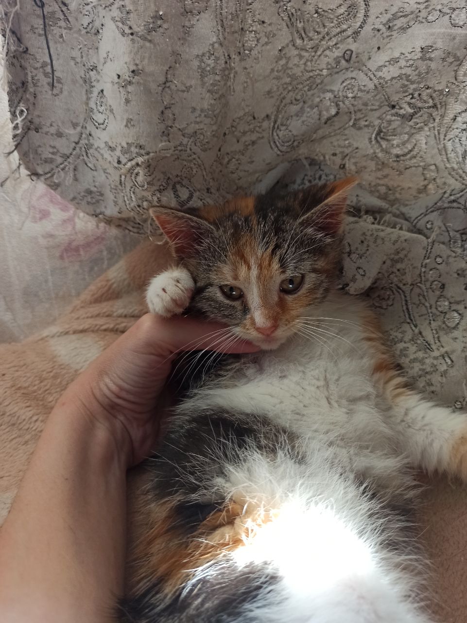 Весёлая трехцветка ищет дом, 2 мес