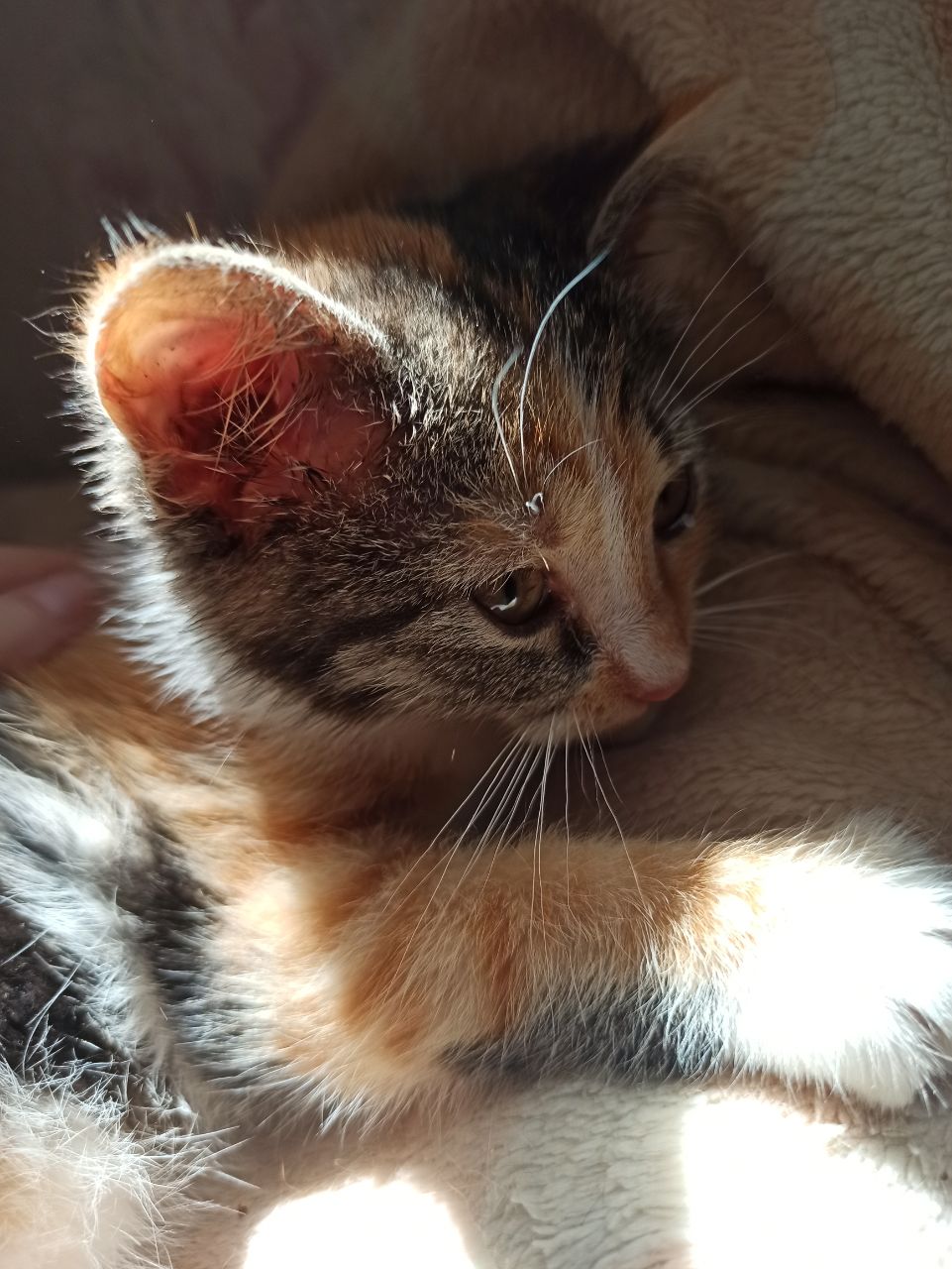 Весёлая трехцветка ищет дом, 2 мес