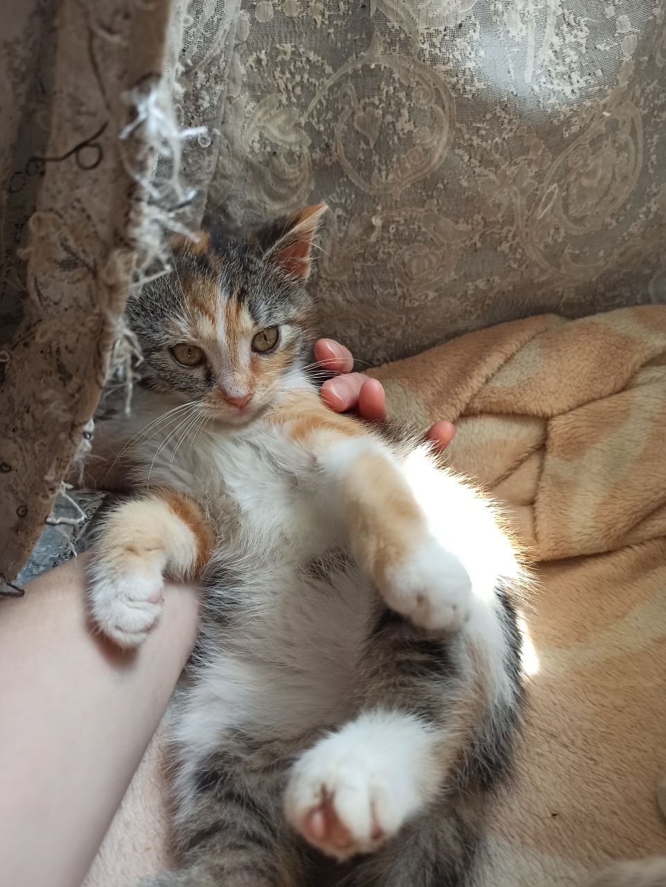 Весёлая трехцветка ищет дом, 2 мес