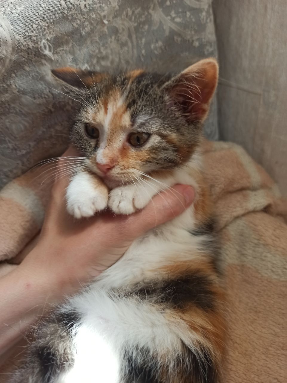 Весёлая трехцветка ищет дом, 2 мес