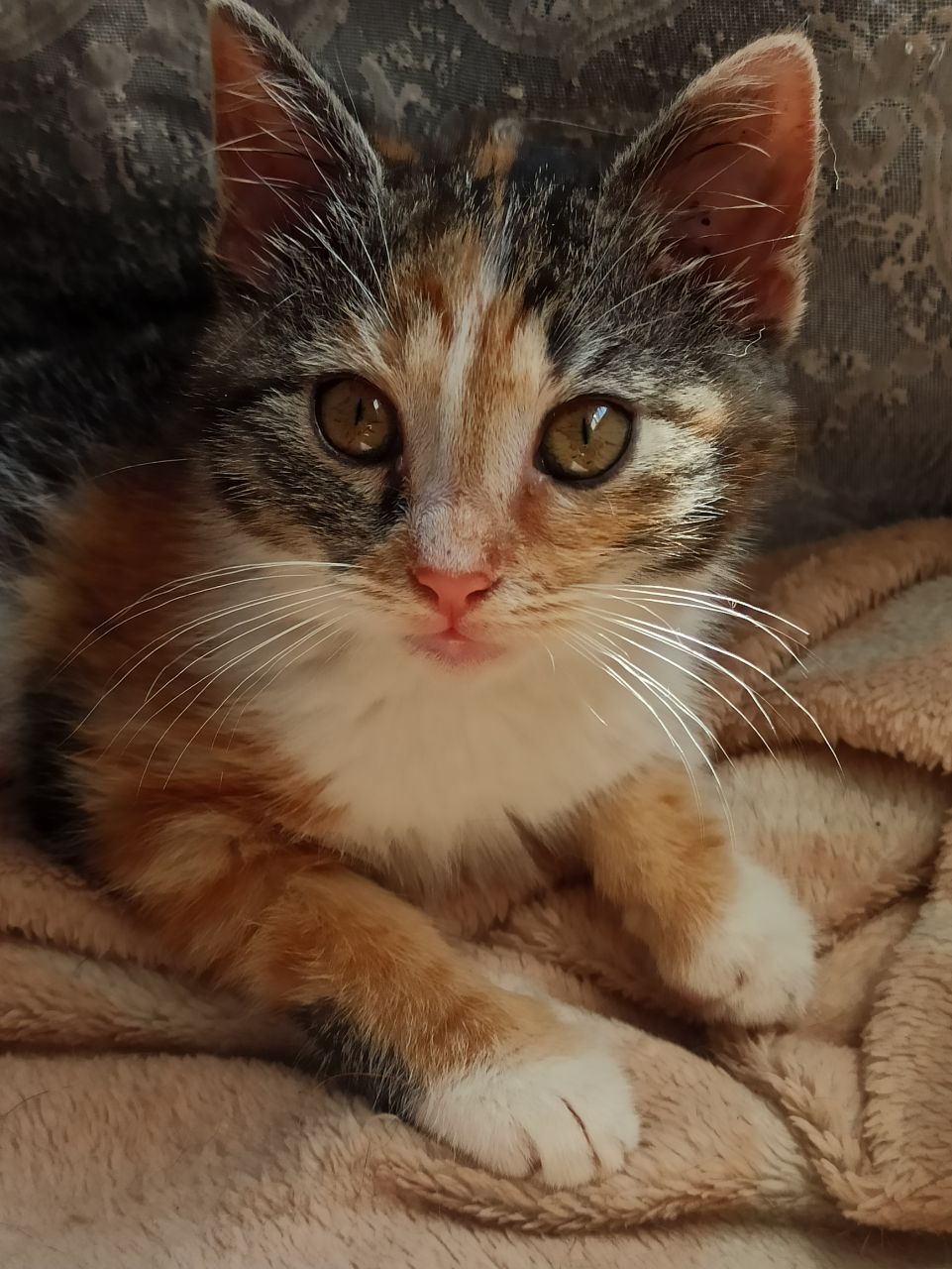 Весёлая трехцветка ищет дом, 2 мес