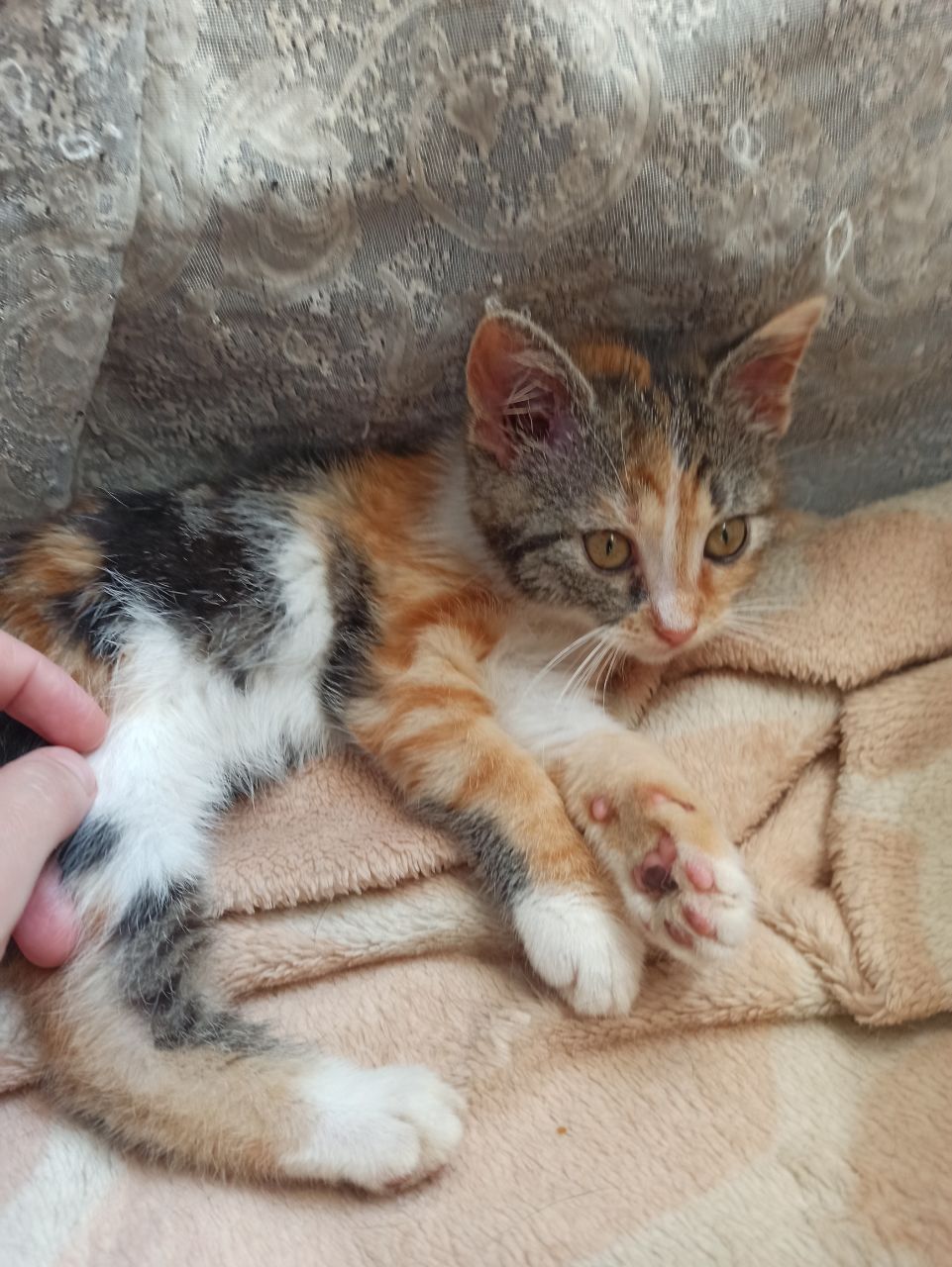 Весёлая трехцветка ищет дом, 2 мес