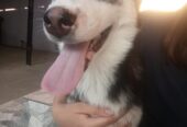 Xaski