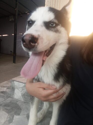 Xaski
