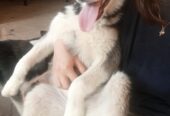 Xaski