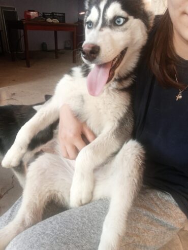 Xaski