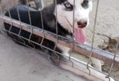 Xaski