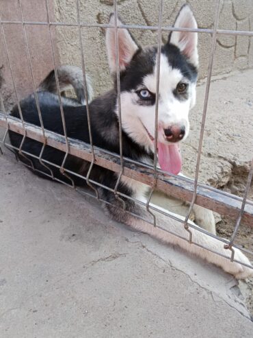 Xaski