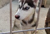Xaski