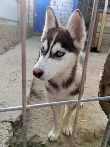 Xaski