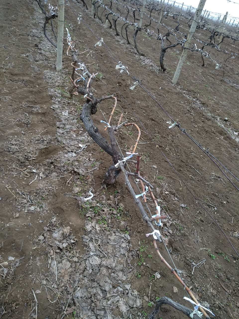 Продам участок земли в селе Бульбоака