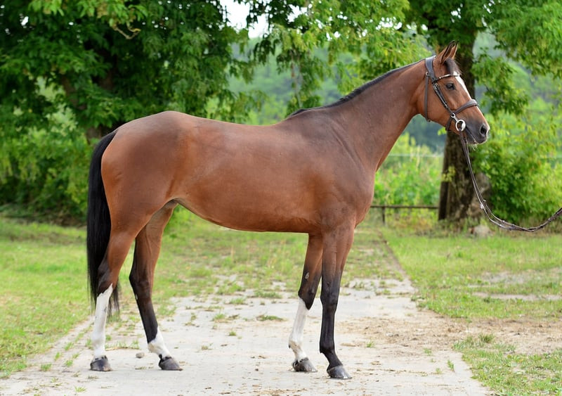 Тиффани — идеальная лошадь для ребенка