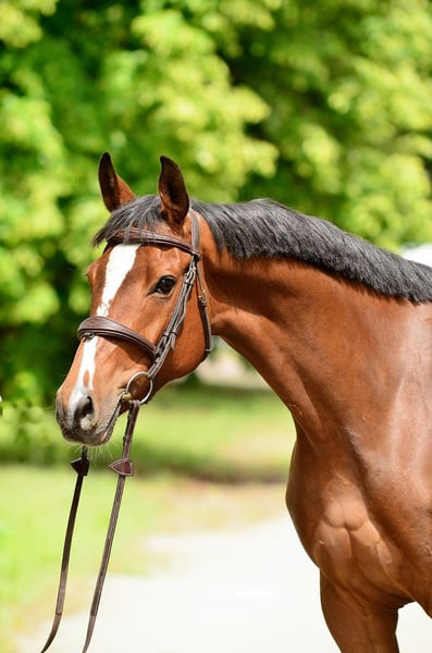 Тиффани — идеальная лошадь для ребенка