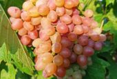 Продам участок земли в селе Бульбоака