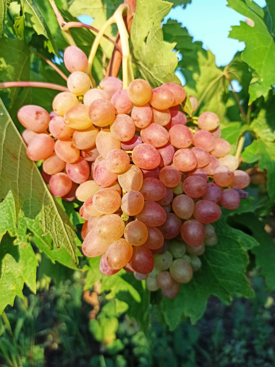 Продам участок земли в селе Бульбоака