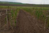 Продам участок земли в селе Бульбоака