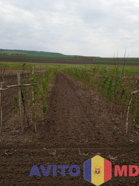 Продам участок земли в селе Бульбоака