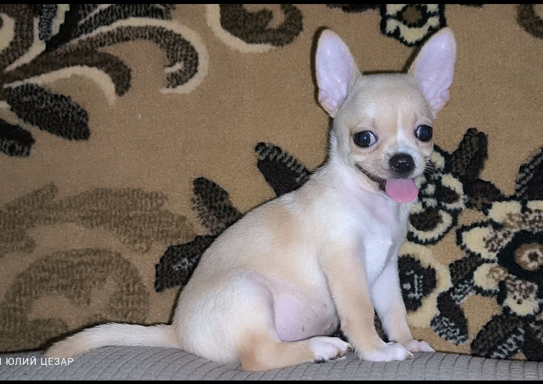 ПРОДАМ ЩЕНКОВ ЧИХУАХУА