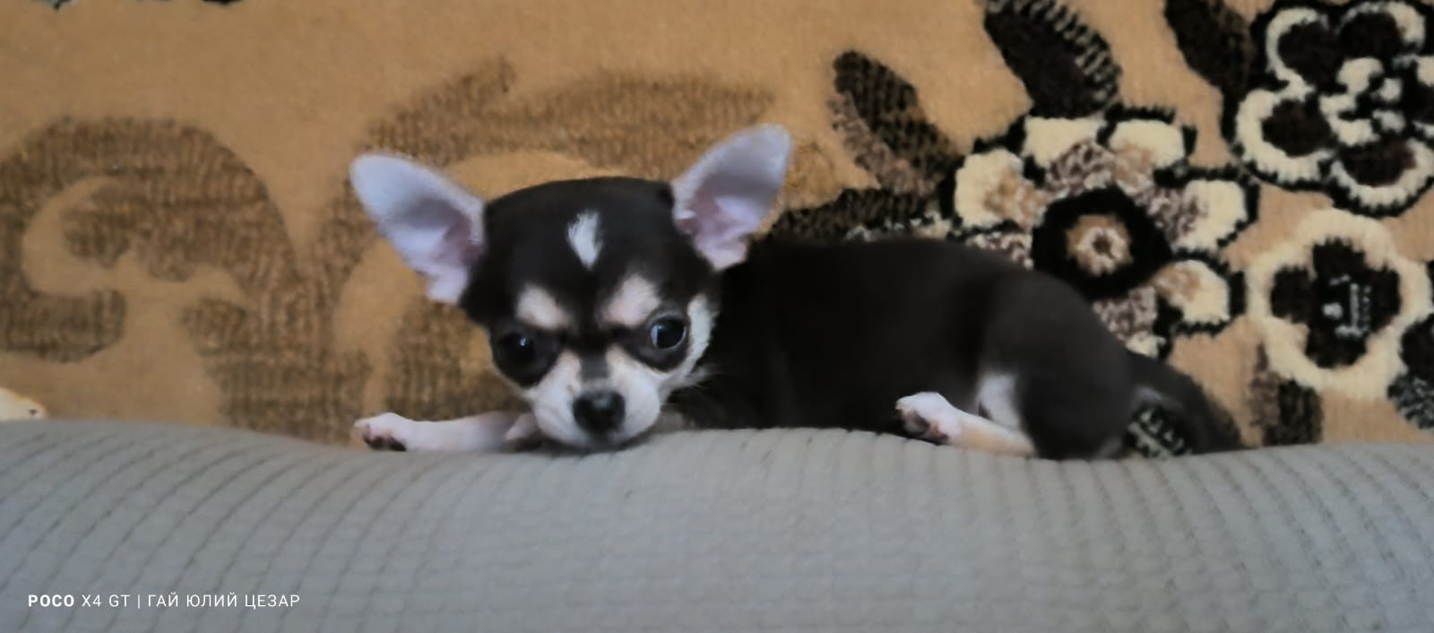 ПРОДАМ ЩЕНКОВ ЧИХУАХУА