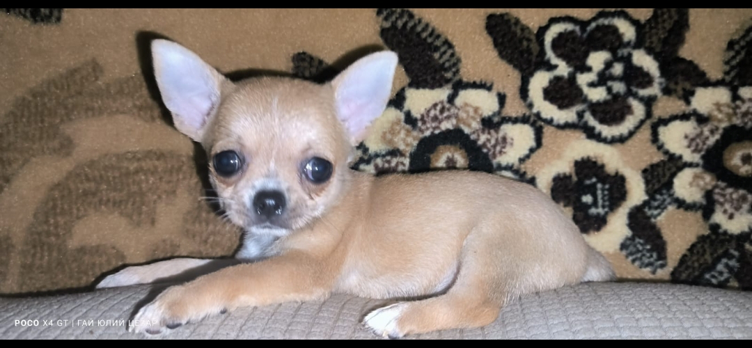 ПРОДАМ ЩЕНКОВ ЧИХУАХУА