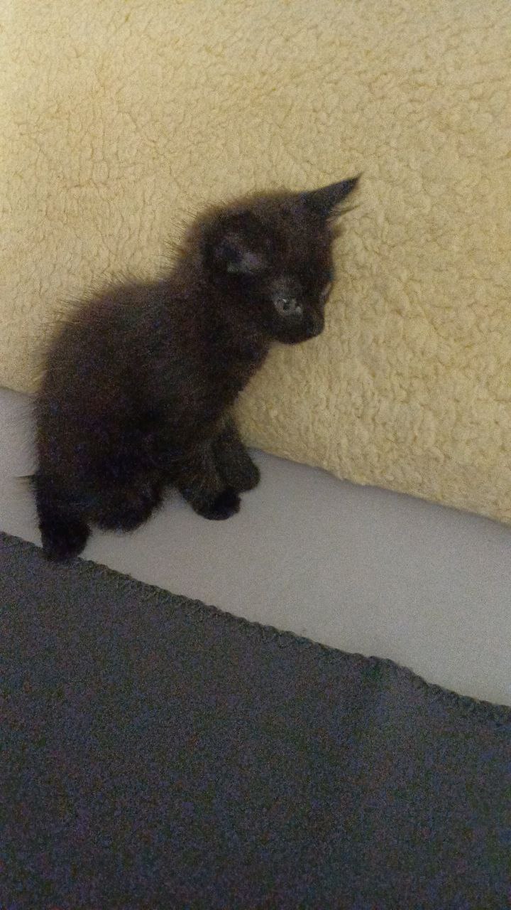 Домашние котята