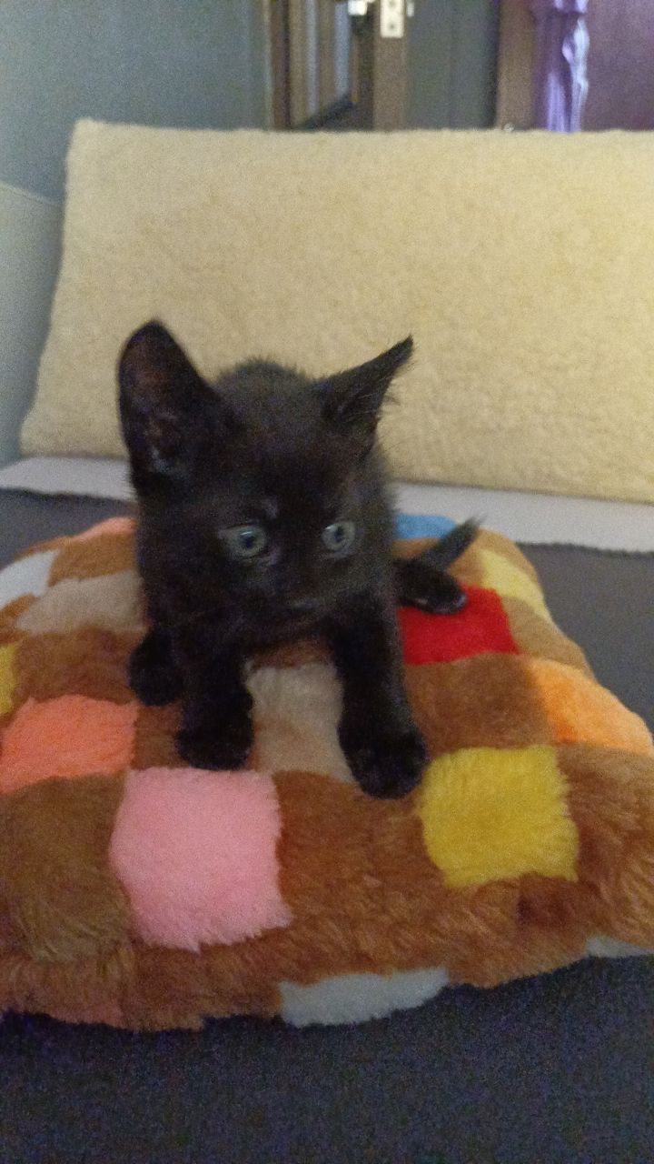 Домашние котята