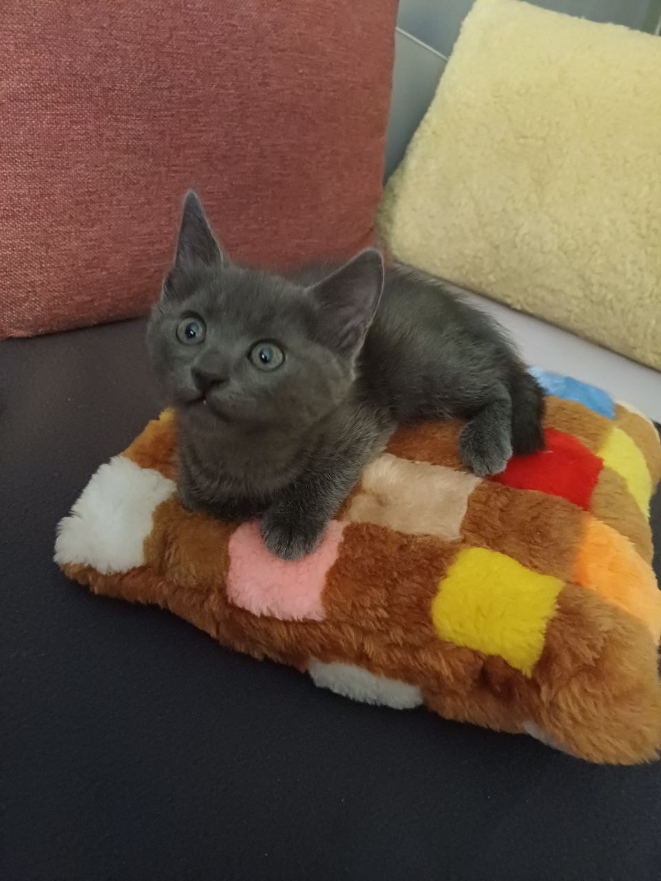 Домашние котята