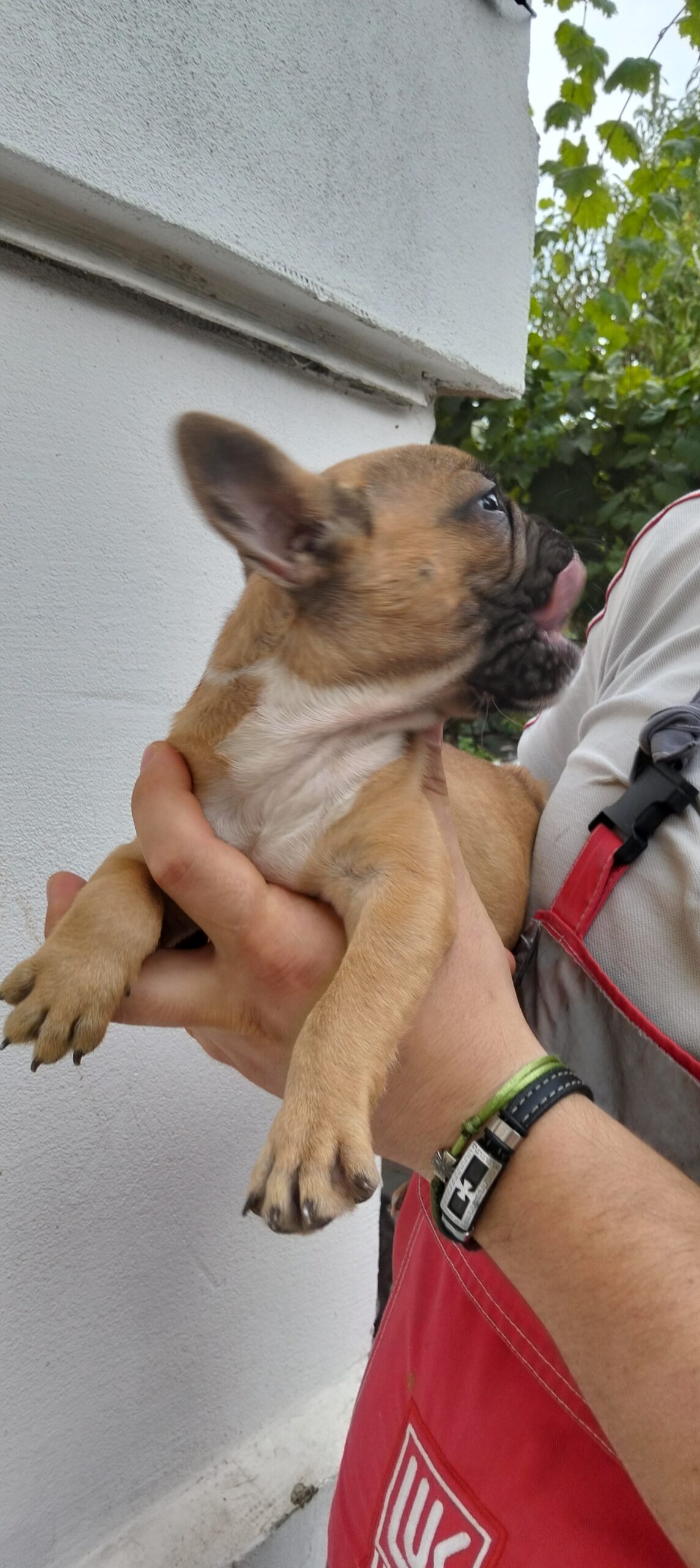 Щенки французского бульдога