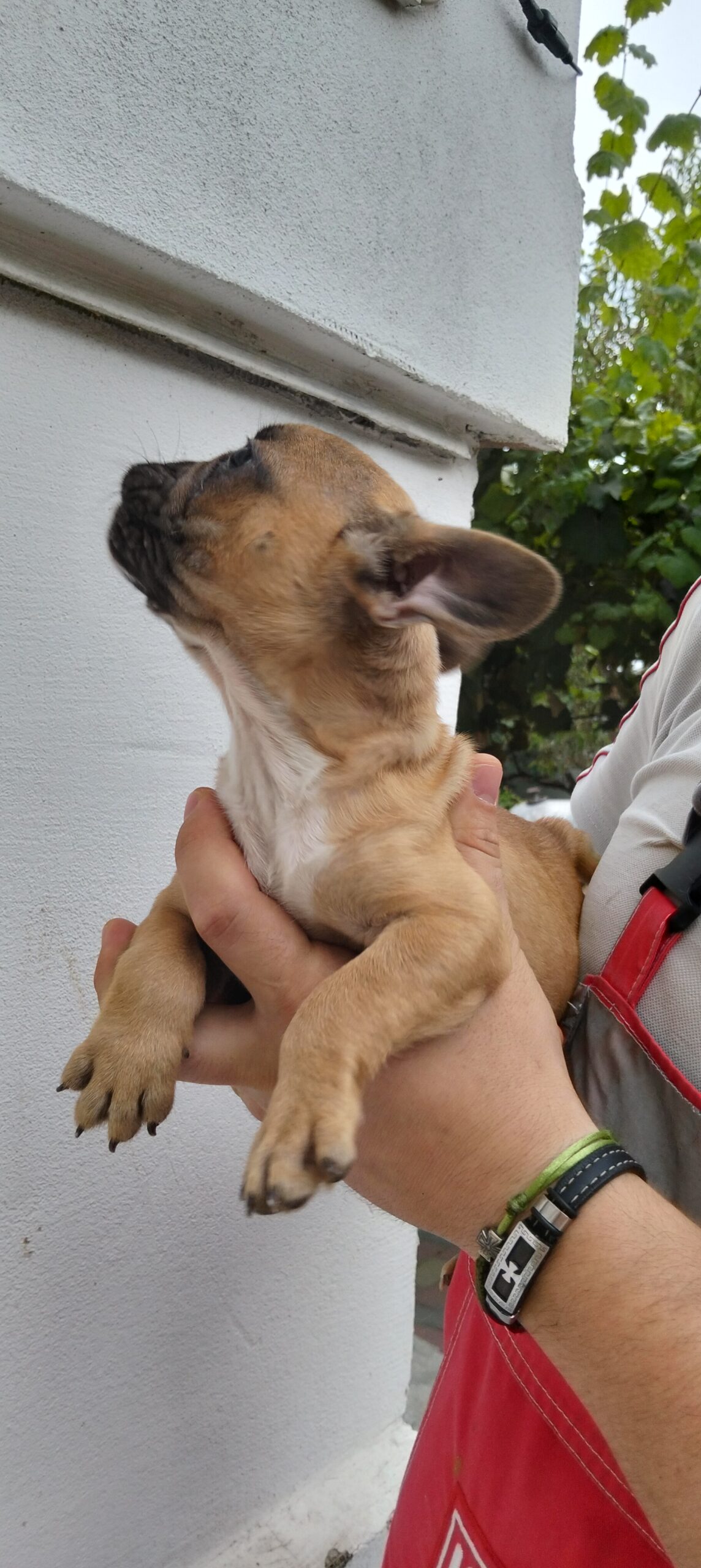 Щенки французского бульдога