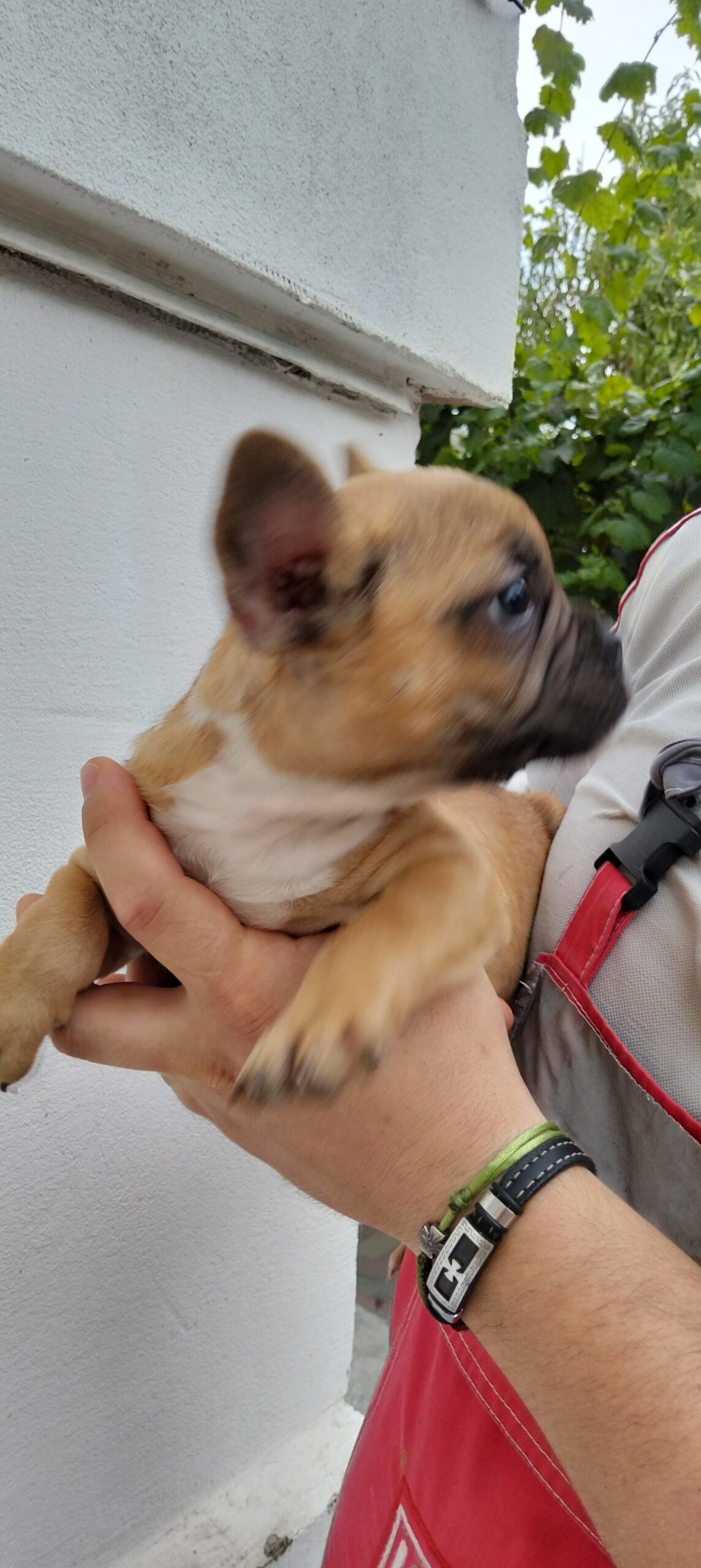 Щенки французского бульдога