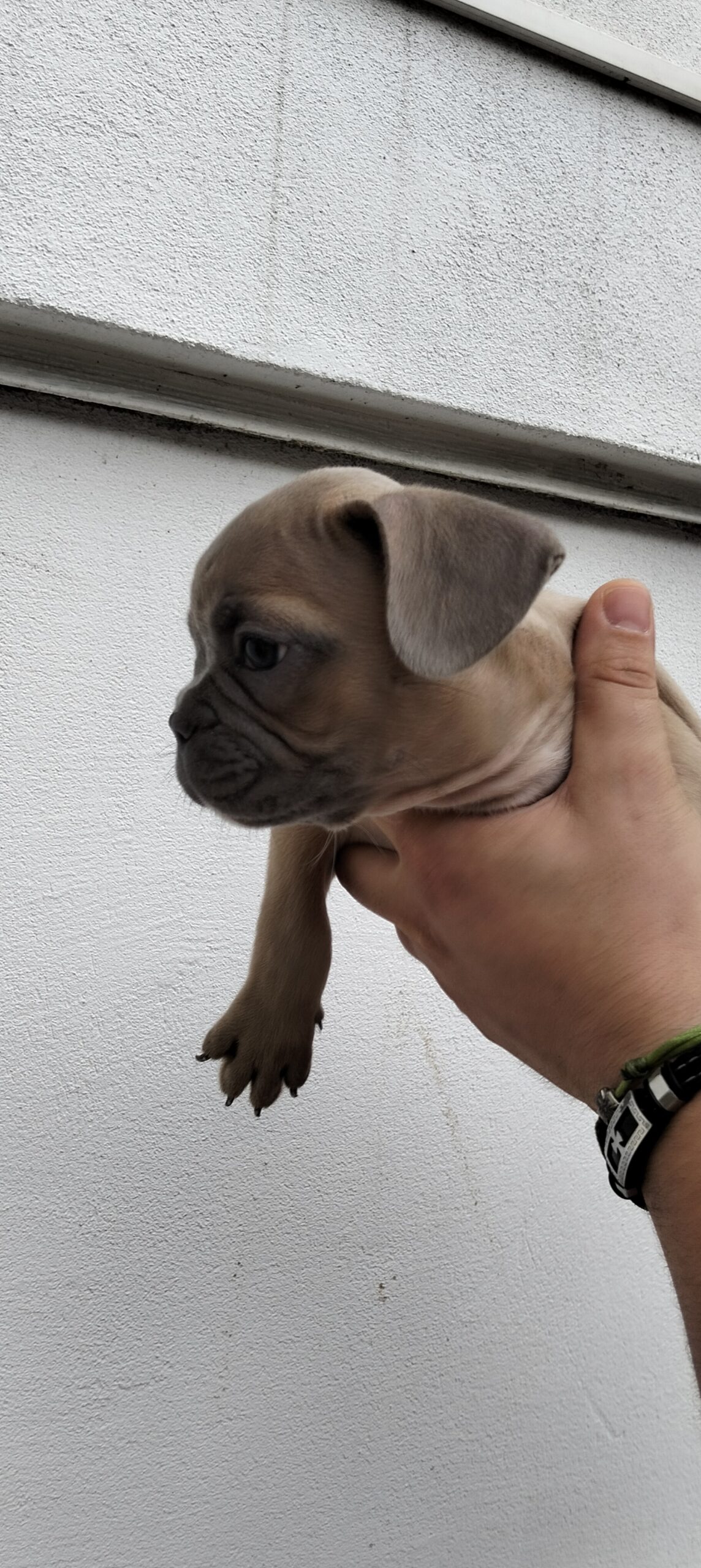 Щенки французского бульдога